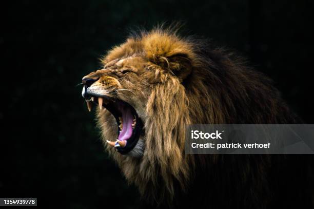 Close Up Of A Roaring Lion Stock Photo - Download Image Now - Lion - Feline, Roaring, Anger