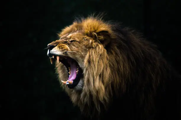 Photo of close up of a roaring lion