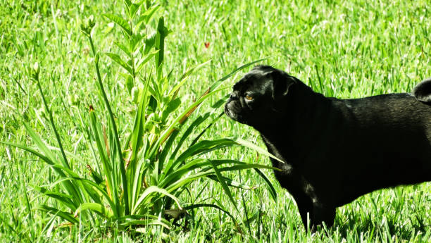 istock dog sniffing flower 1354939830