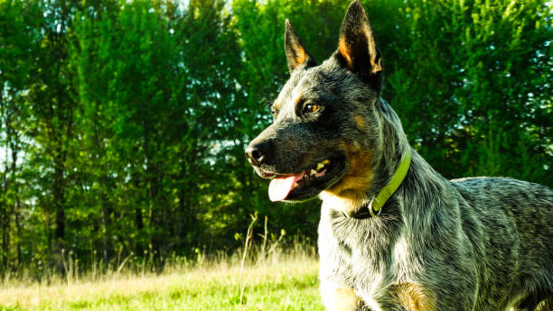 istock dog in the sun 1354941134