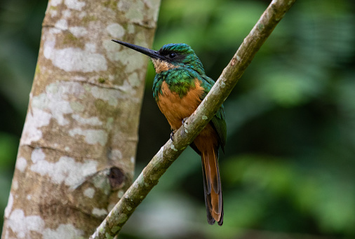 Tropical and colorful bird in the forest