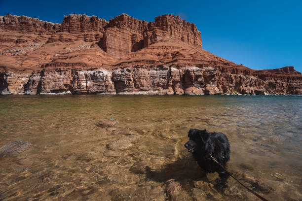 Dog at Lee's Ferry on the Colorado River Near Page, Arizona stock photo
