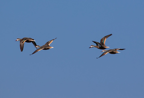 A classic flock of ducks with blue skies in the background