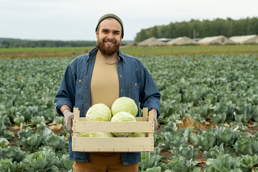 Portrait of happy young bearded man in hat and denim shirt holding crate of cabbages against large plantation