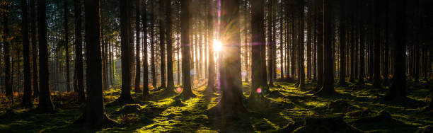istock Sunrise sunlight flaring through trees in mossy forest panorama 1354941715