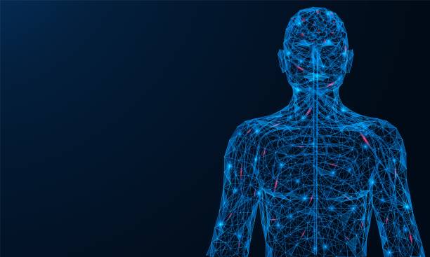The human nervous system. The human nervous system. Nerve impulses spreading through the body. A low-poly construction of interconnected lines and dots. Blue background. the human body stock illustrations