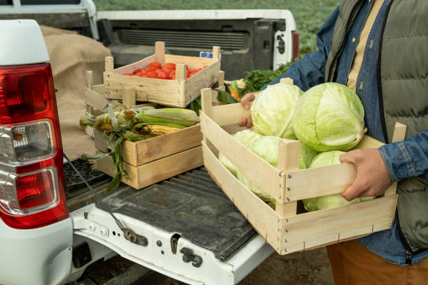 istock Farm Worker With Box Of Cabbages 1354942877