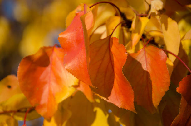 istock Fallen autumn leaves with copy space. Color gradient surface of foliage. Selective focus 1354944167