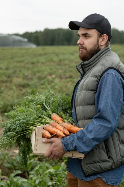 Bearded Farmer With Box Of Carrots