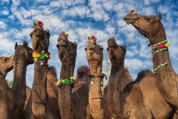 große kamelherde in der wüste thar während der jährlichen pushkar camel fair in der nähe der heiligen stadt pushkar, rajasthan, indien - camel fair stock-fotos und bilder