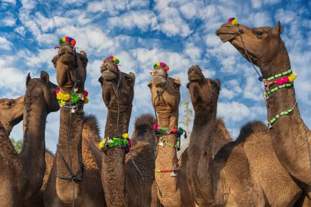 Photo of Large herd of camels in desert Thar during the annual Pushkar Camel Fair near holy city Pushkar, Rajasthan, India