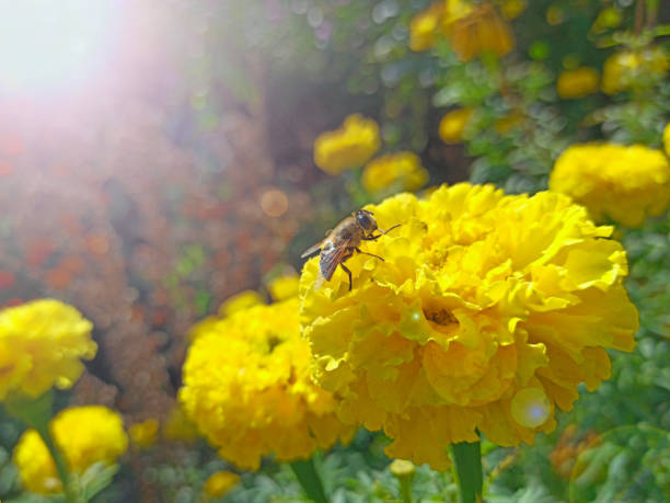 Bee collecting nectar in yellow Tagetes. Bee crawling on yellow flower. Bee collecting nectar from stamens of yellow flower. Insect climbing in flower of tagetes