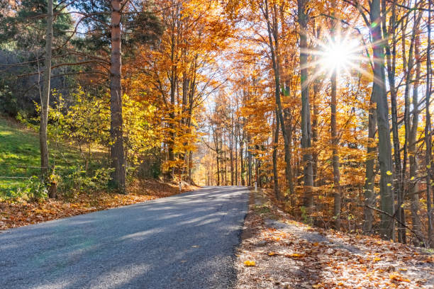 istock Road trip during autumn. Scenic colorful forest on a sunny day. 1354949632