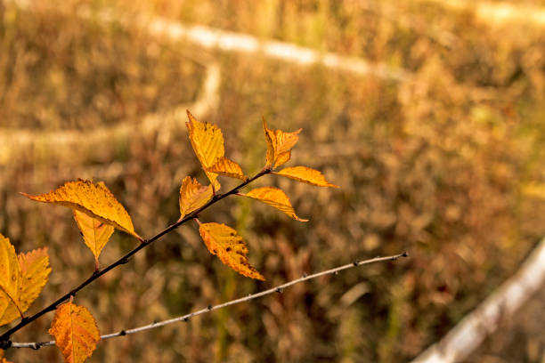 Fallen autumn leaves with copy space. The color of the gradient foliage surface. Autumn leaves background. Fallen autumn leaves with copy space. The color of the gradient foliage surface. Selective focus on the texture of colorful leaves. Autumn leaves background. n11 stock pictures, royalty-free photos & images