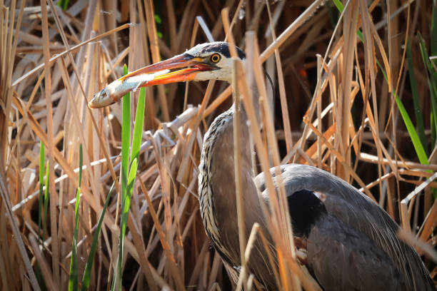 istock A Blue Heron eating a fish between dry reeds 1354952689