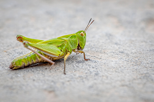 Green Grasshopper crawling along the ground
