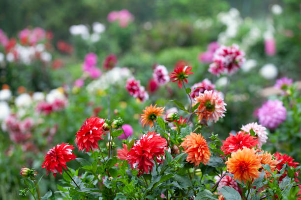 istock Fresh Dahlia flowers in the garden 1354954267