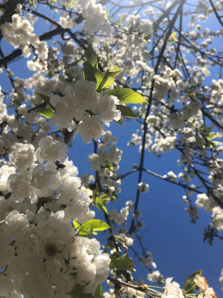 istock Blossoming white cherry flowers on a bright sunny day 1354955318