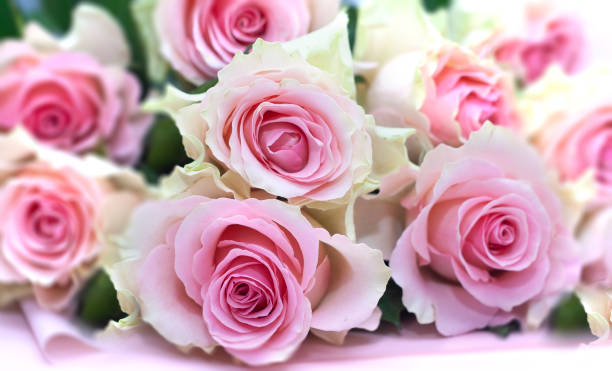 istock Pink roses are close. Macro photography 1354957600