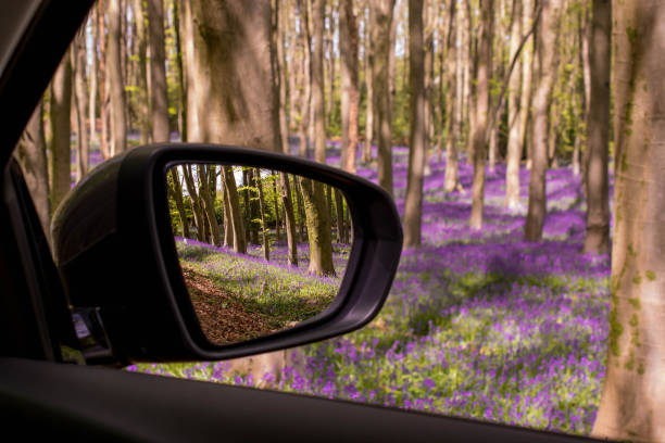 森の牧草地で朝露で野生のブルーベルの花を撃つ - spring forest scenics reflection ストックフォトと画像