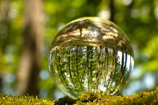 istock Reflection of summer forest inside Lensball. 1354958078