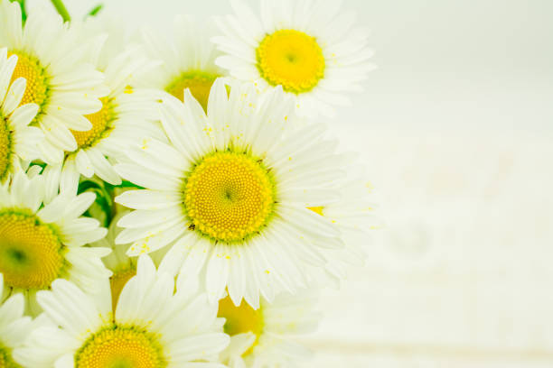 istock beautiful summer background with white daisy 1354959058