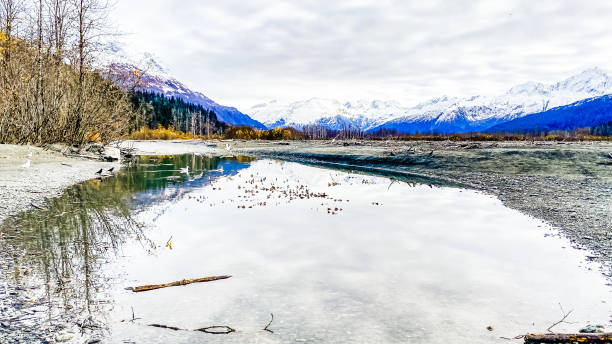 istock Pool of Spawning Salmon in Valdez, Alaska 1354959690