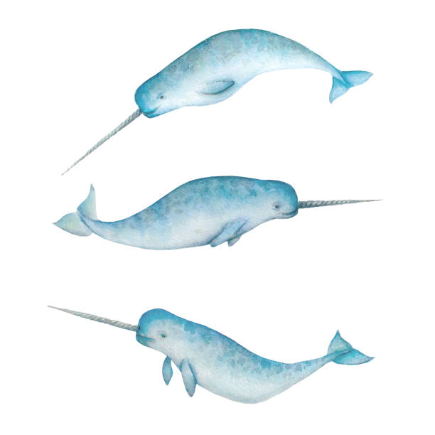 illustrations, cliparts, dessins animés et icônes de ensemble de narvals aquarelles isolés sur fond blanc - narval illustrations