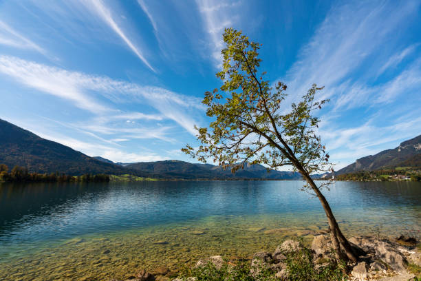 istock Small tree on Lake Wolfgang with clouds 1354960303