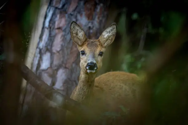 Beautiful doe, female roe deer (Capreolus capreolus) looking at camera.