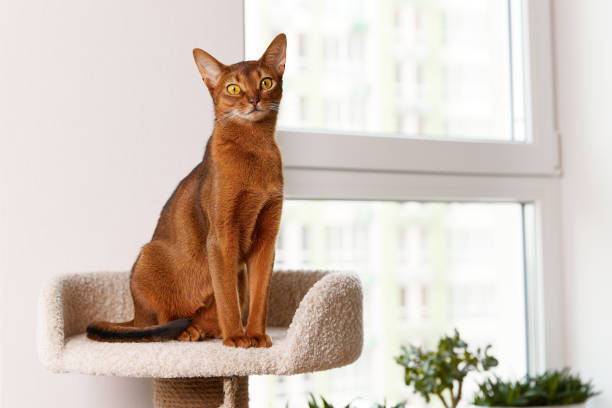 istock Abyssinian young cat sitting at tower. Beautiful purebred short haired kitten 1354964667