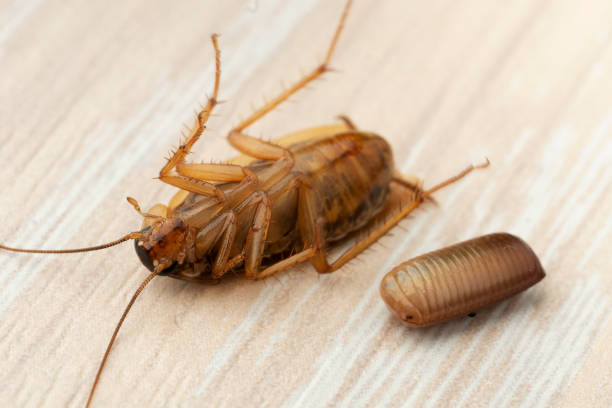 istock Red cockroach lies on its back near an egg macro 1354964728