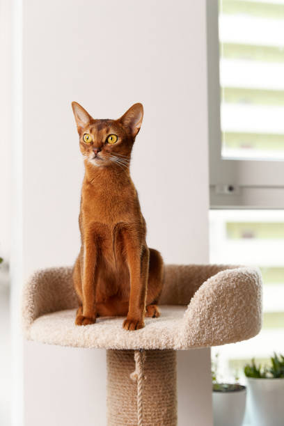 istock Abyssinian young cat sitting at tower. Beautiful purebred short haired kitten 1354964971