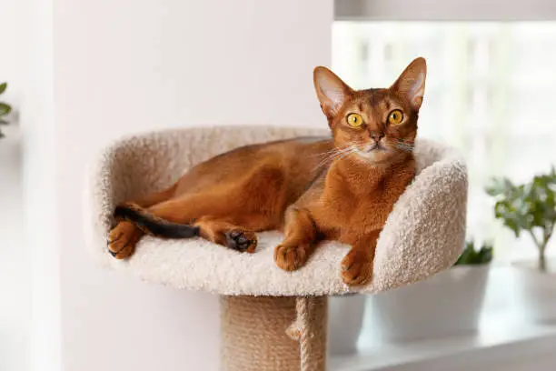 Photo of Abyssinian young cat lies at tower. Beautiful purebred short haired kitten