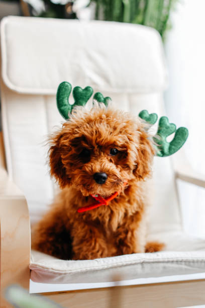 istock Cute Christmas Dog 1354966200