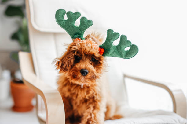 istock Cute Christmas Dog 1354966243