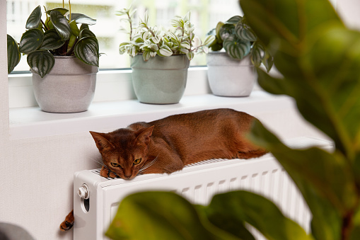 Abyssinian young cat lies on the windowsill. Beautiful purebred short haired kitten