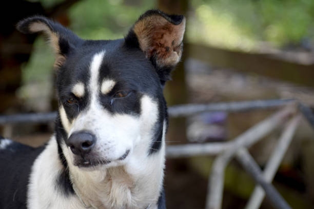 black male dog face view - animal black brown canine imagens e fotografias de stock