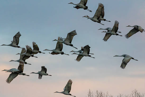 istock Flock of Sandhill crane in flight 1354968697