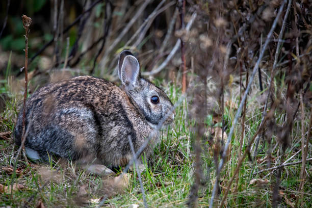 istock Cottontail rabbits (Lepus sylvaticus) on the evening pasture 1354969375