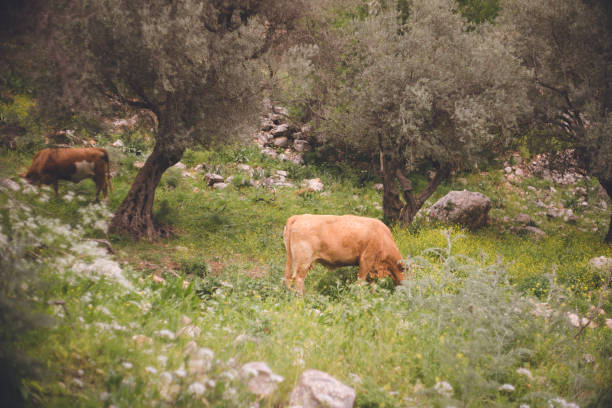 Israel Parks and Cows in Rosh Pinah, a Historic Accommodation Town for Canaan Mountain Galeriya Region Tourism stock photo