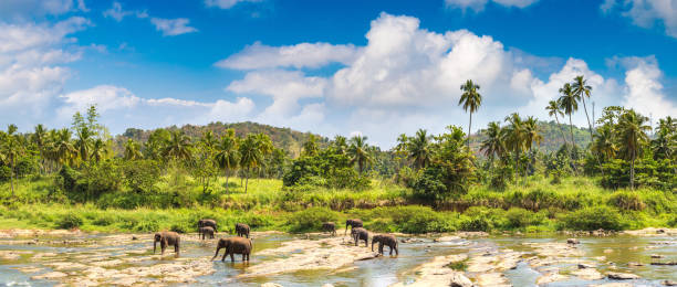 istock Herd of elephants in Sri Lanka 1354971782