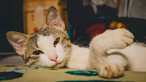 istock a portrait of cute cat is lying alone on the bed 1354976143