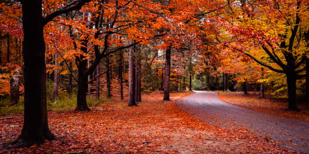 istock Red and yellow maple tree foliage in the public park street after rain on Cape Cod. 1354977001