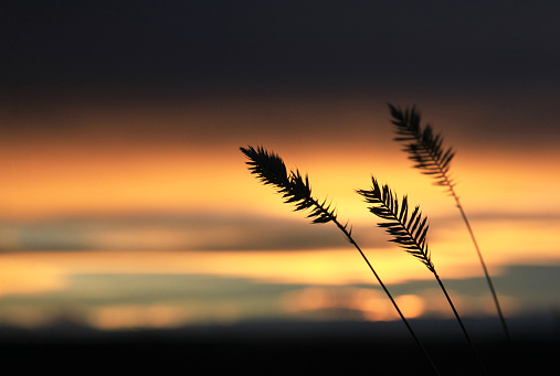 A silhouette of speargrass on the great plains.