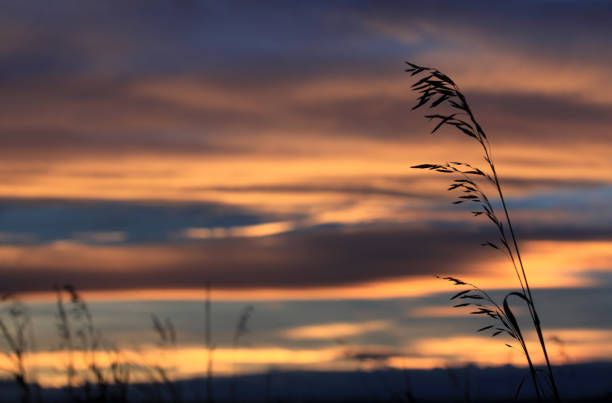 istock Speargrass on the Prairie 1354977187