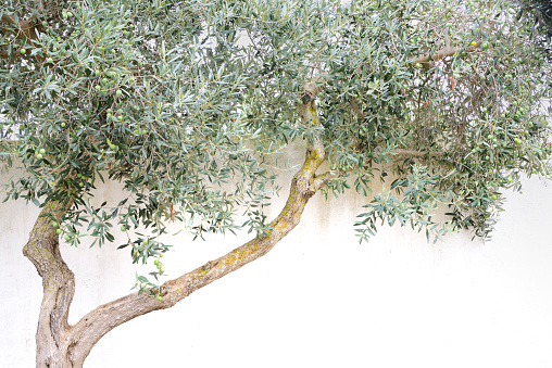 A withered old olive tree stands in front of a white wall, with space for text