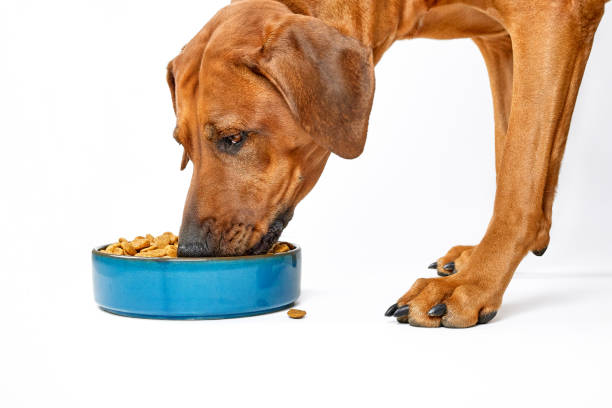 rhodesian ridgeback cane che mangia cibo secco dalla ciotola - 5123 foto e immagini stock