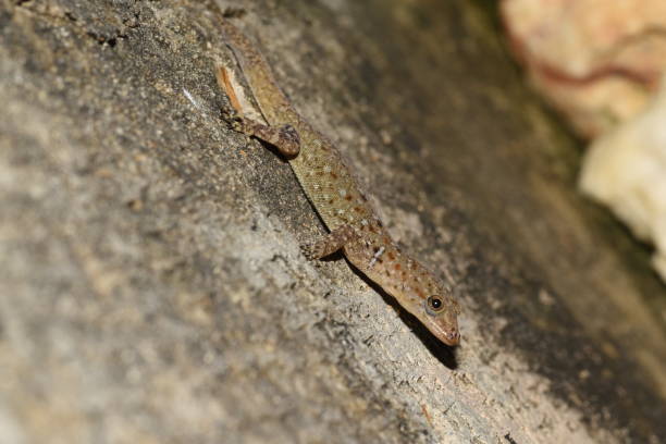istock Wiegmann's striped gecko (Gonatodes vittatus) 1354981618