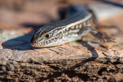 Robust striped skink in the wild in Central Victoria